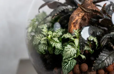 Terrarium Giardino Oscuro