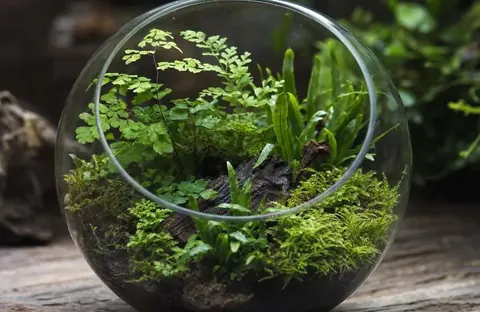 Terrarium Tropicale